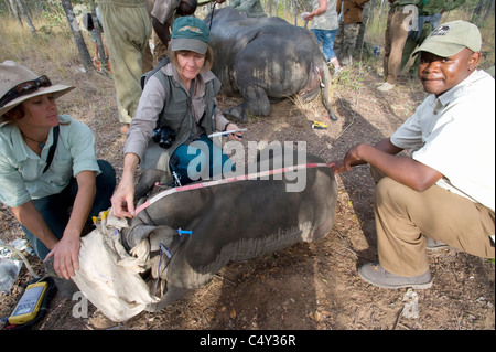 L'écornage vétérinaire rhinocéros blanc au Zimbabwe's Lake Chivero National Park Banque D'Images