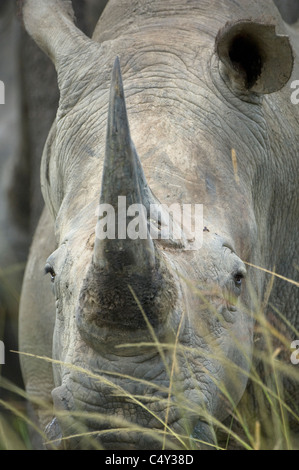 Rhinocéros blanc Ceratotherium simum vu au Zimbabwe's Lake Chivero National Park Banque D'Images