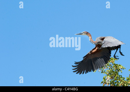 Héron goliath Ardea goliath au Zimbabwe's Matusadona National Park lac Kariba Banque D'Images