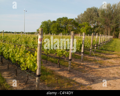 Vignoble côte-nord de Long Island Banque D'Images