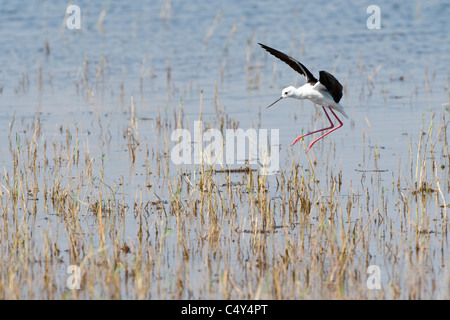 Black winged Stilt du lac Kariba au Zimbabwe Banque D'Images