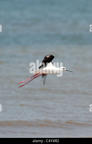 Black winged Stilt du lac Kariba au Zimbabwe Banque D'Images