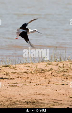 Black winged Stilt du lac Kariba au Zimbabwe Banque D'Images