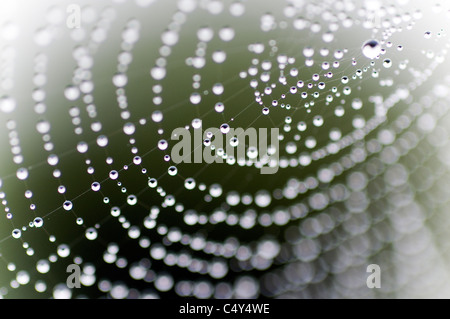 Spiders web avec la rosée du matin, Spider web, gouttes, perles, noir, arrière-plan, spin Banque D'Images