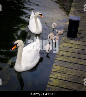 Famille de cygnes nageant dans une rivière à côté d'une jetée. Banque D'Images