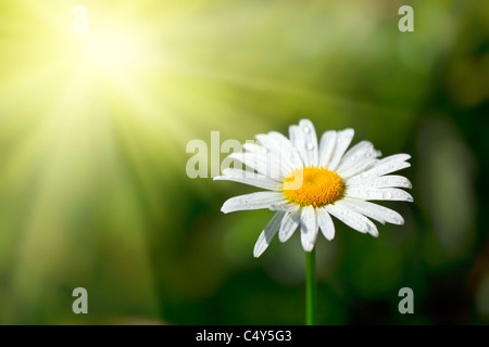 Camomille blanc avec de l'eau tombe dans le champ macro Banque D'Images
