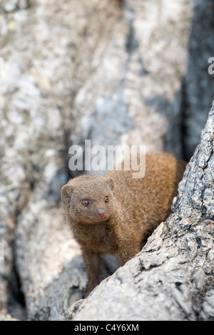 Mangouste svelte, Galerella sanguinea, dans un arbre burrow, le parc national de Hwange, Zimbabwe Banque D'Images