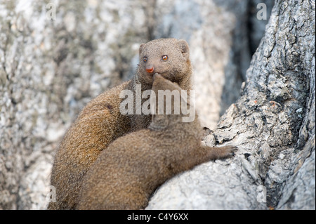 Mangouste svelte, Galerella sanguinea, dans un arbre burrow, le parc national de Hwange, Zimbabwe Banque D'Images