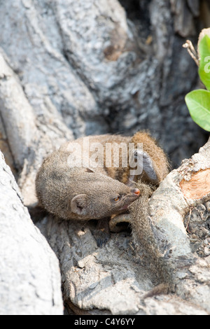 Mangouste svelte, Galerella sanguinea, dans un arbre burrow, le parc national de Hwange, Zimbabwe Banque D'Images