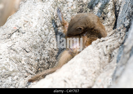 Mangouste svelte, Galerella sanguinea, dans un arbre burrow, le parc national de Hwange, Zimbabwe Banque D'Images