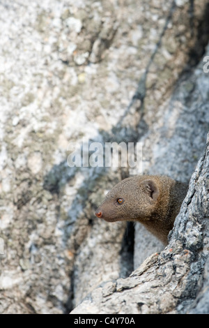 Mangouste svelte, Galerella sanguinea, dans un arbre burrow, le parc national de Hwange, Zimbabwe Banque D'Images