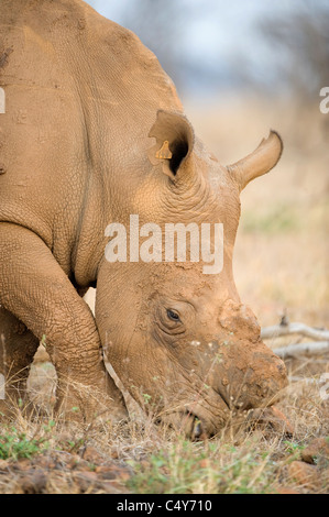 White Rhino, Seratotherium simum, paît dans Mturikwe Zimbabwe's Lake National Park Banque D'Images