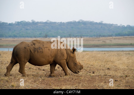 White Rhino, Seratotherium simum, paît dans Mturikwe Zimbabwe's Lake National Park Banque D'Images