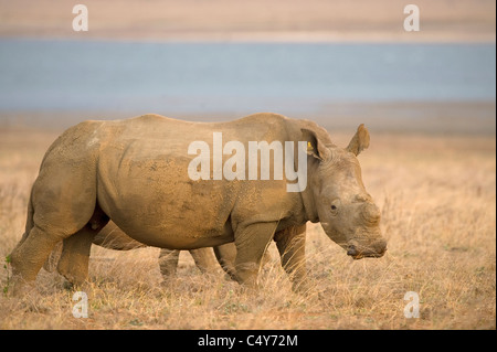 White Rhino, Seratotherium simum, paît dans Mturikwe Zimbabwe's Lake National Park Banque D'Images