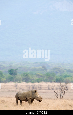 White Rhino, Seratotherium simum, paît dans Mturikwe Zimbabwe's Lake National Park Banque D'Images