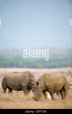 White Rhino, Seratotherium simum, paît dans Mturikwe Zimbabwe's Lake National Park Banque D'Images