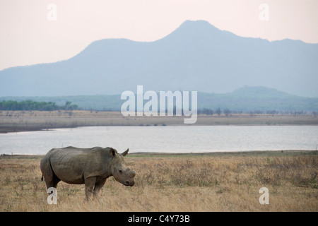 White Rhino, Seratotherium simum, paît dans Mturikwe Zimbabwe's Lake National Park Banque D'Images