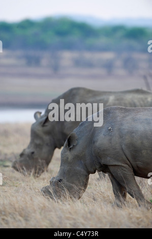 White Rhino, Seratotherium simum, paît dans Mturikwe Zimbabwe's Lake National Park Banque D'Images