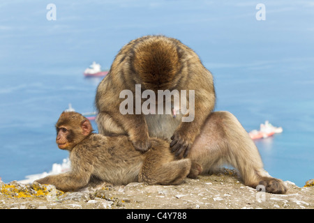 Une femelle et mâle bébé Macaque de Barbarie était assis sur le mur sur le rocher de Gibraltar - Europe's seulement primate Macaca sylvanus Banque D'Images