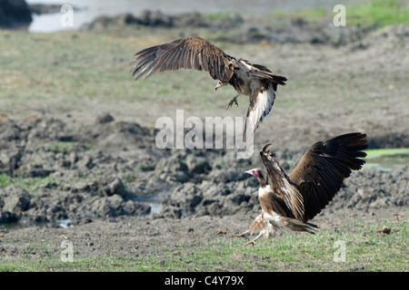 Hooded Vulture Necrosyrtes monachus en vol soar Banque D'Images