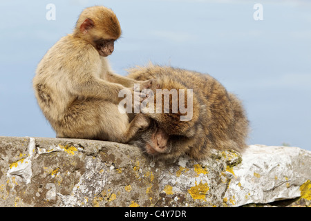 Une femelle et mâle bébé Macaque de Barbarie était assis sur le mur sur le rocher de Gibraltar - Europe's seulement primate Macaca sylvanus Banque D'Images