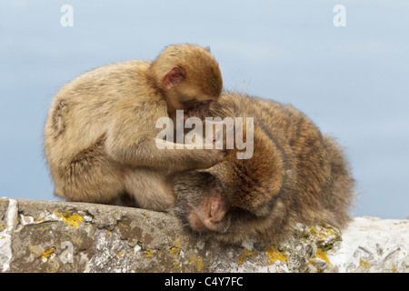 Une femelle et mâle bébé Macaque de Barbarie était assis sur le mur le toilettage au rocher de Gibraltar - Europe's seulement primate Macaca sylvanus Banque D'Images