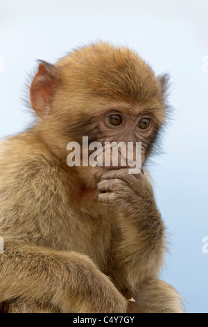 Un bébé Macaque de Barbarie mâles assis sur le mur au rocher de Gibraltar - Europe's seulement primate Macaca sylvanus Banque D'Images