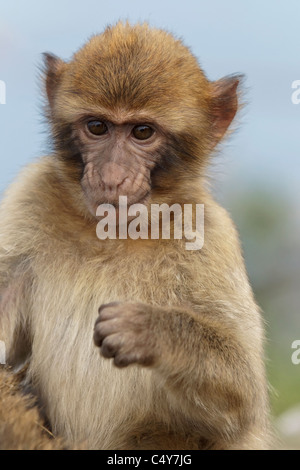 Un bébé Macaque de Barbarie mâles assis sur le mur au rocher de Gibraltar - Europe's seulement primate Macaca sylvanus Banque D'Images