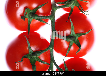 Tomate rouge, légumes, tomates mûries sur pied. Banque D'Images