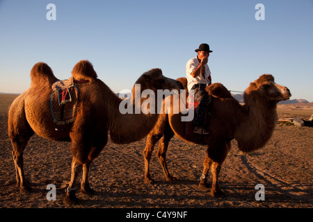 Deux bosses - Les chameaux de Bactriane Camelus bactrianus - dans les provinces du centre de la Mongolie. Une espèce en voie de disparition Banque D'Images