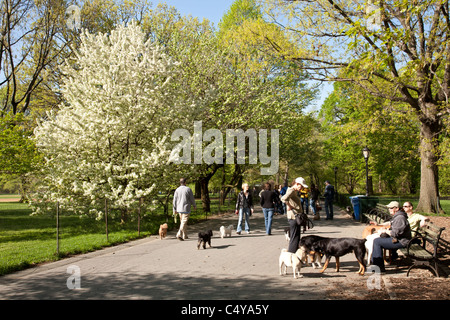 Les chiens et les propriétaires, Central Park, NYC Banque D'Images