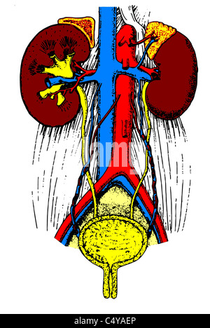 Anatomie du rein Banque D'Images