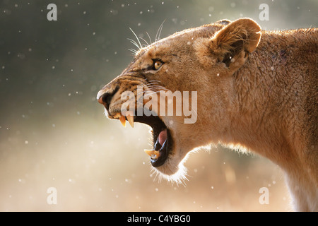 Lionne dents dangereux affiche lors d'une faible averse - Parc National Kruger - Afrique du Sud Banque D'Images