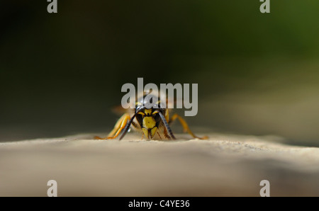 Close-up d'une guêpe commune Vespula Vulgaris 'Alimentation' soit hors de l'eau, de sel ou d'autres produits chimiques d'une surface en béton. Banque D'Images