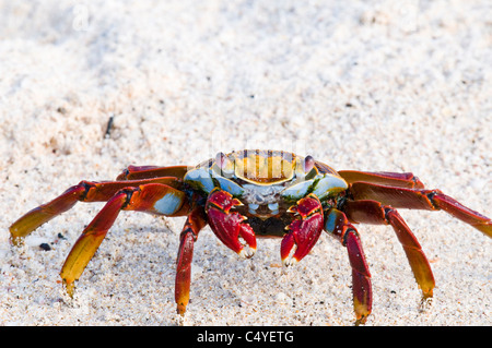 Sally Lightfoot crab sur plage sur l'Île Baltra aux Îles Galapagos Équateur Banque D'Images