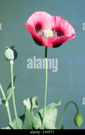 Le pavot à opium rouge plus en UK. Banque D'Images