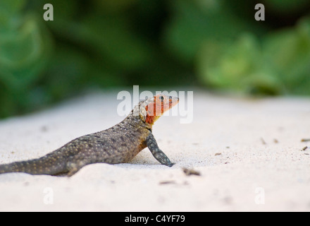 Femme lézard de lave sur l'île de Santa Fe dans les îles Galapagos Équateur Banque D'Images