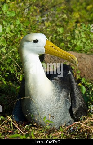 Sur l'albatros des Galapagos Espanola Island dans les îles Galapagos Équateur Banque D'Images