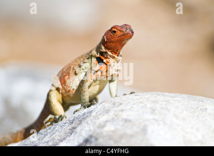 Femme lava lizard versant sa peau sur l'île de Espanola dans les îles Galapagos Équateur Banque D'Images