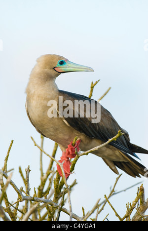 Fou à pieds rouges dans l'arbre sur l'île de Genovesa aux Îles Galapagos Équateur Banque D'Images