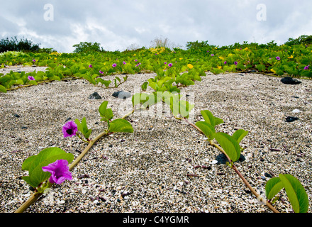 Beach morning glory (Ipomoea pes-caprae) sur l'île de Santiago dans les îles Galapagos Équateur Banque D'Images