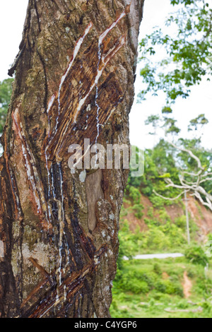 Hevea brasiliensis, l'arbre à caoutchouc Pará, ou arbre à caoutchouc latex avec SAP. Banque D'Images