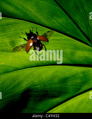 Une beetle bug tropical sur une feuille verte lumineuse Banque D'Images