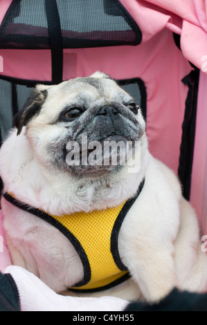 Visage de chien carlin Banque D'Images