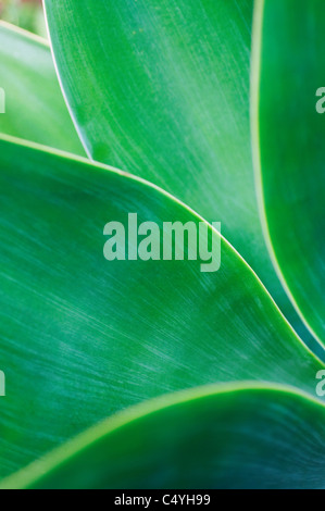 Plante d’agave Banque D'Images