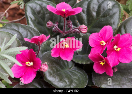 La violette africaine (Saintpaulia ionantha) Plantes et fleurs Banque D'Images