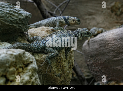 Un couple de lézards épineux bleu ( Sceloporus Serrifer Cyanogenys ) s'attardant sur un rocher. Banque D'Images