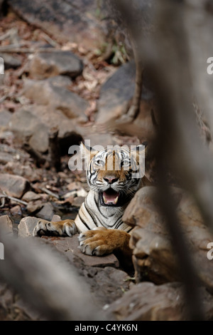 Tigre du Bengale à l'intérieur d'un refroidissement de l'eau dans les rochers sauvages en forêt de Ranthambhore, Inde. ( Panthera tigris) Banque D'Images