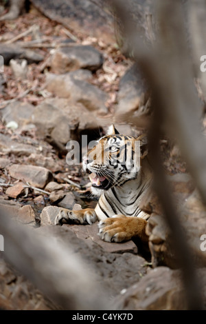 Tigre du Bengale à l'intérieur d'un refroidissement de l'eau dans les rochers sauvages en forêt de Ranthambhore, Inde. ( Panthera tigris) Banque D'Images