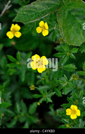 Tormentille, Potentilla erecta Banque D'Images